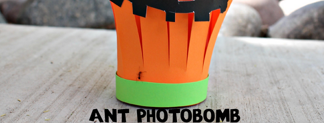 ant-photobomb