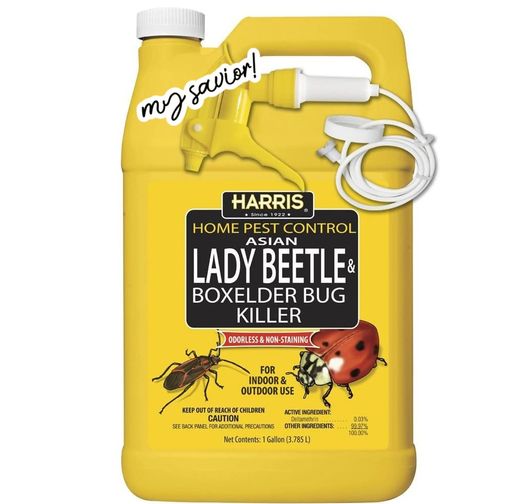 How to Get Rid of Asian Beetles - Crafty Morning