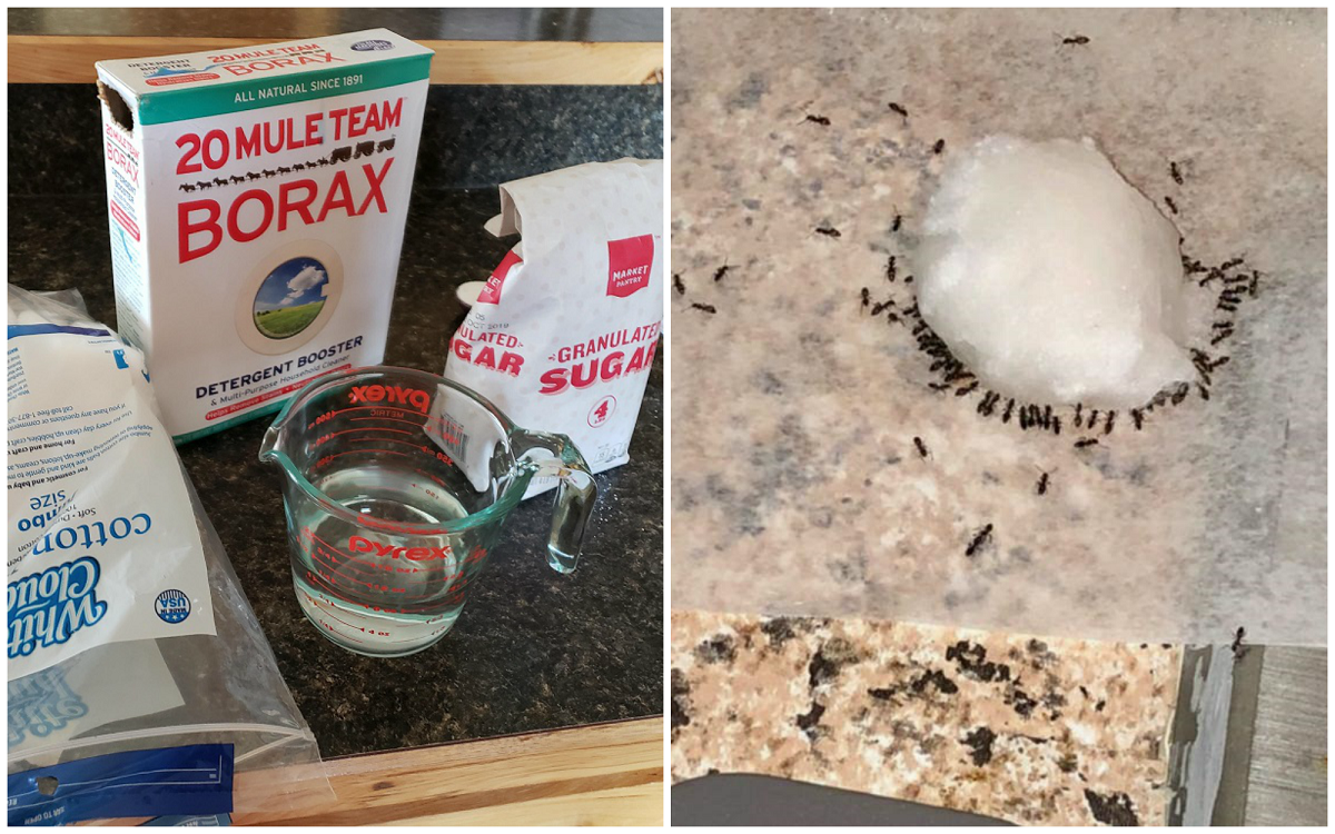 3 Ingredient Ant Killer Recipe - Crafty