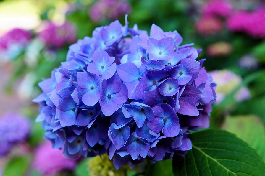 How to Get Blue and Purple Hydrangeas