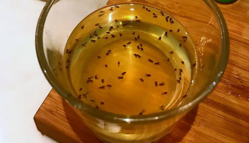 The Best Homemade Fruit Fly Trap