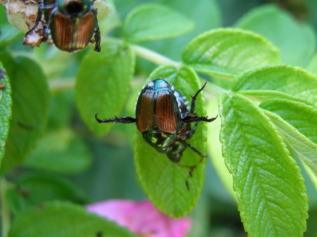 How to Get Rid of Japanese Beetles in the Garden