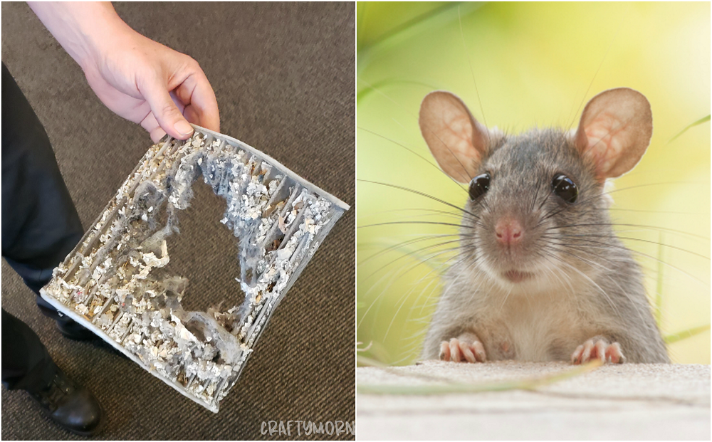 How to Prevent & Keep Mice Out of Your Car for Good