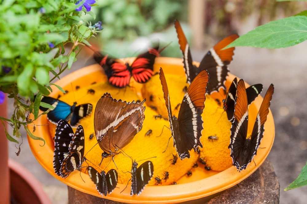 9 Ways to Invite Butterflies into Your Garden