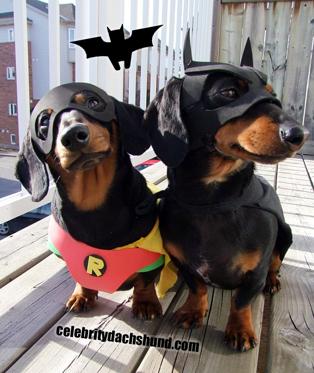 Diy Dog And Owner Costumes