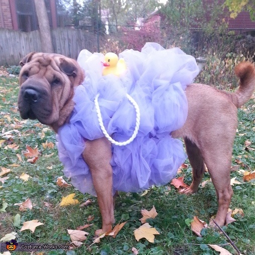 The Best Homemade Dog Halloween Costumes - Crafty Morning