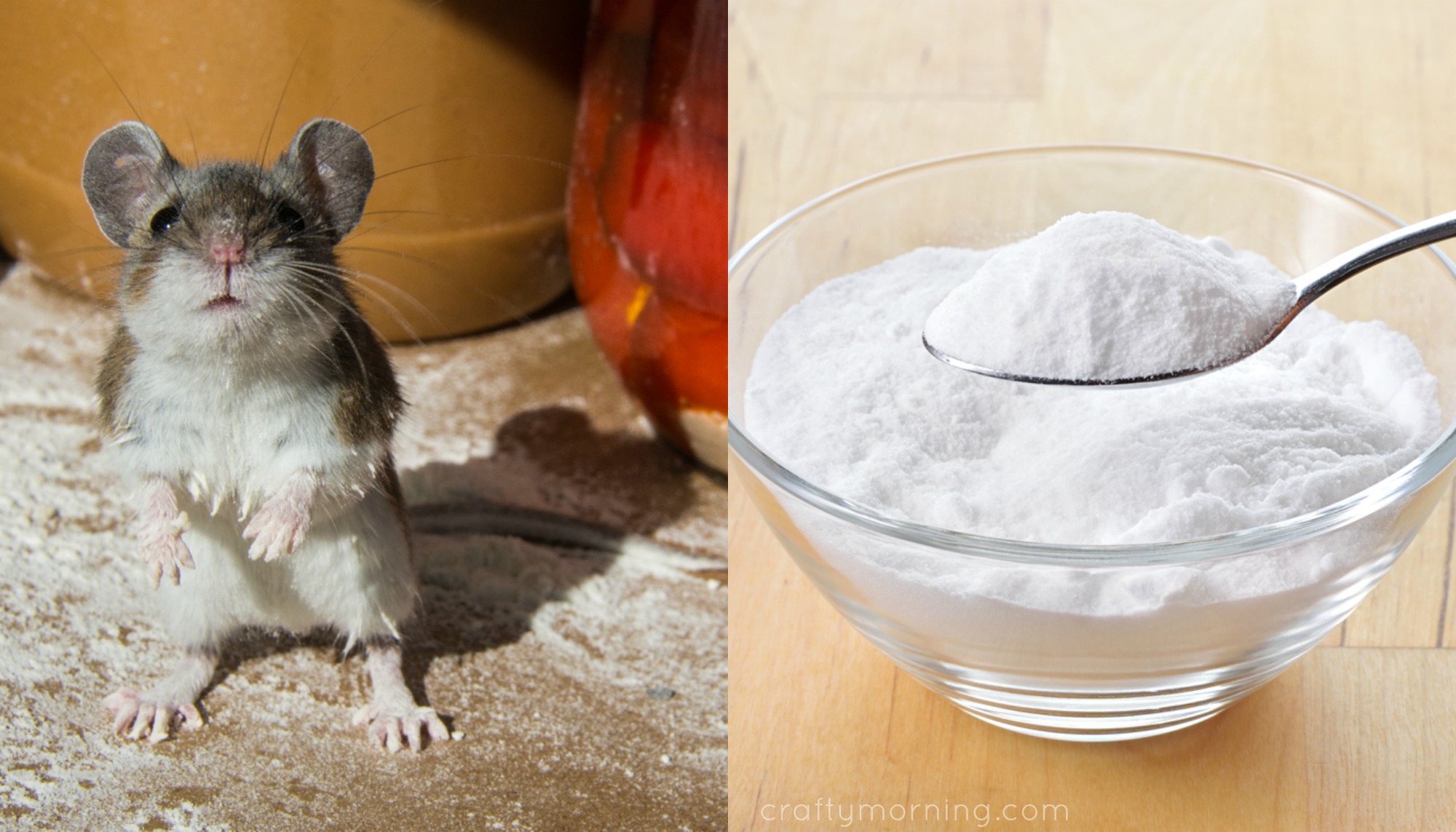 Natural rat poison baking soda