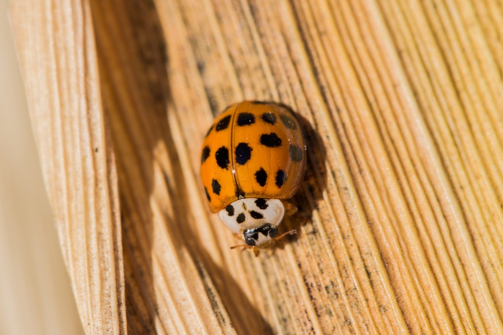 How to Get Rid of Asian Beetles With One Scent