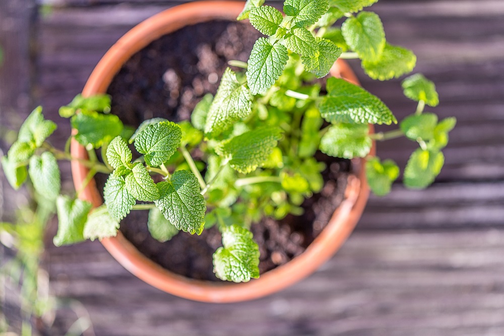 12 Plants That Attract Positive Energy and Make You Feel Happier
