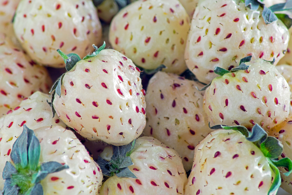 Pineberries: Delicious strawberries that have a sweet pineapple flavor